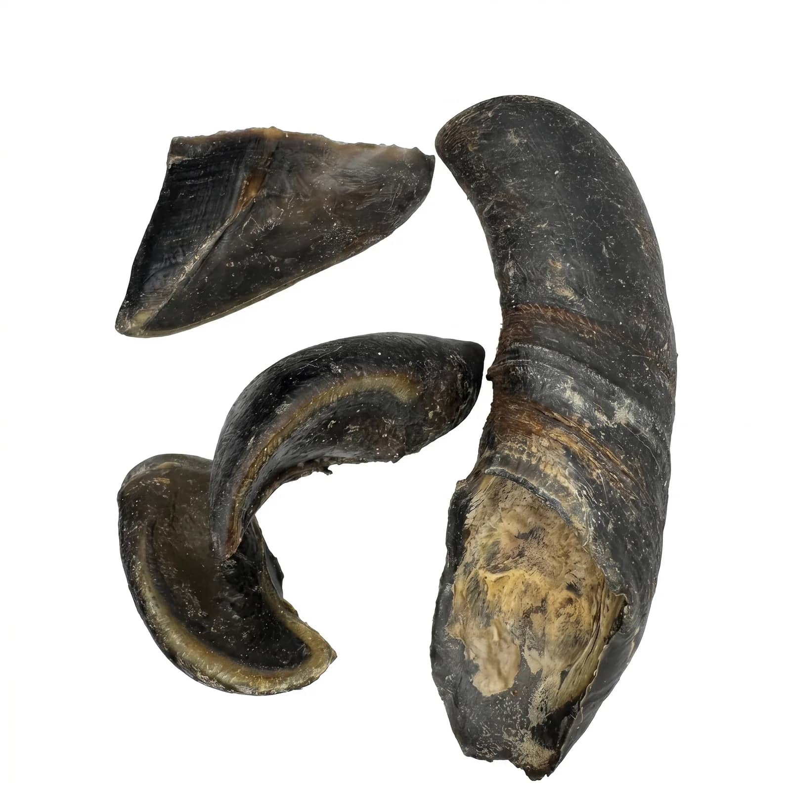 Hollow Cow Hoof